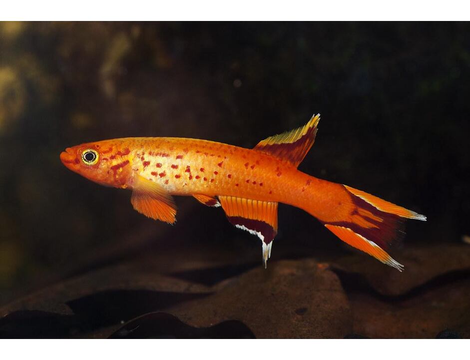 Aphyosemion australe Gold - Halančík pestrý 3-3,5 cm