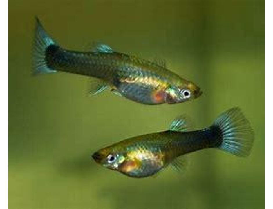 Poecilia reticulata Neon Blau - Paví oko samice 3-4 cm
