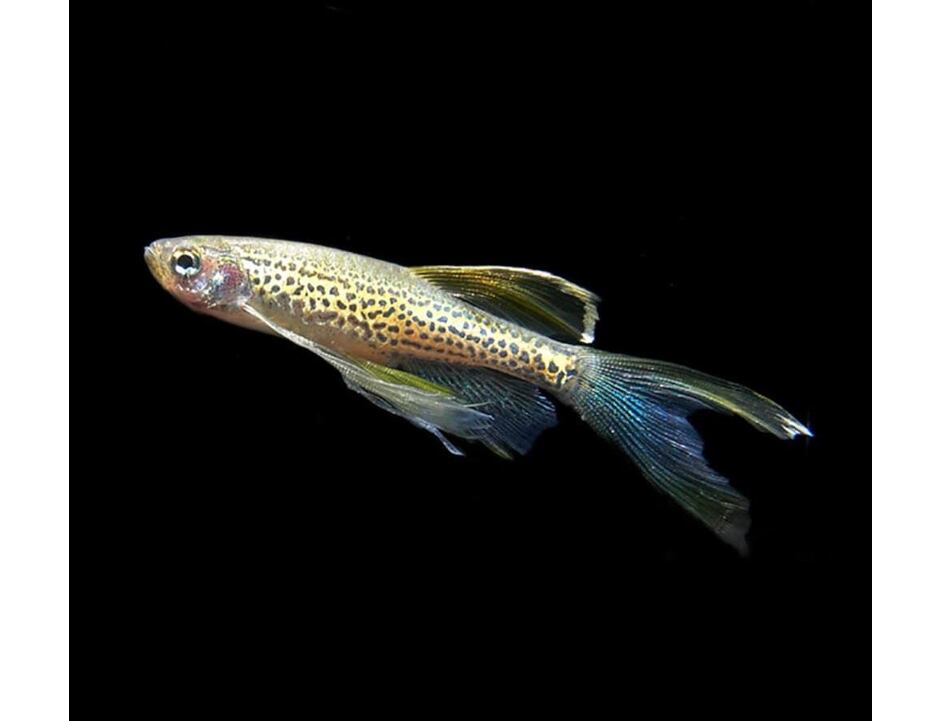 Danio Frankei LF - Danio leopardí závoj 2-3 cm