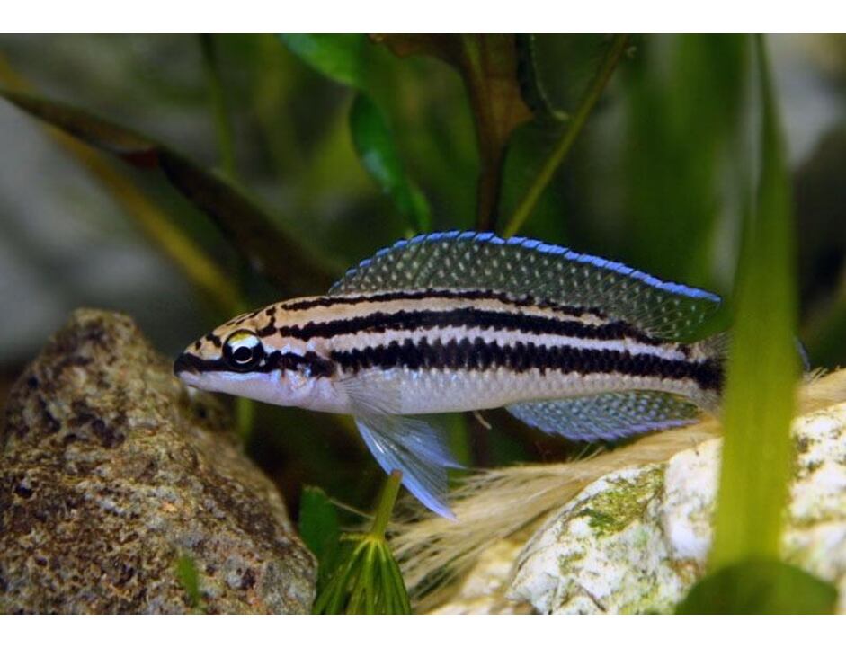Julidochromis dickfeldi - Cichlidka dickfeldova 3-4 cm