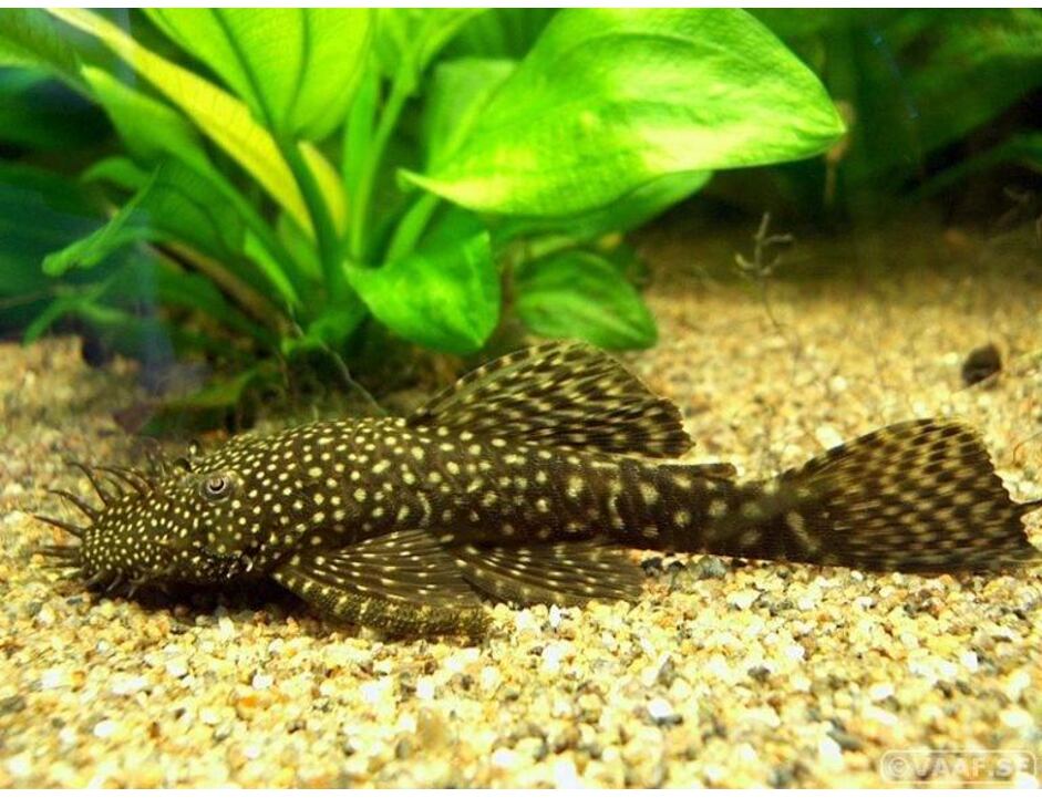 Ancistrus dolichopterus - Krunýřovec modrý 7-8 cm