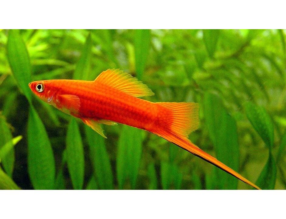 Xiphophorus helleri Red - Mečovka červená 4-5 cm