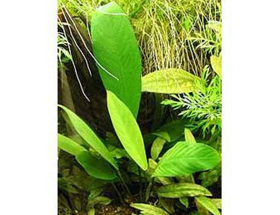 Anubias congensis
