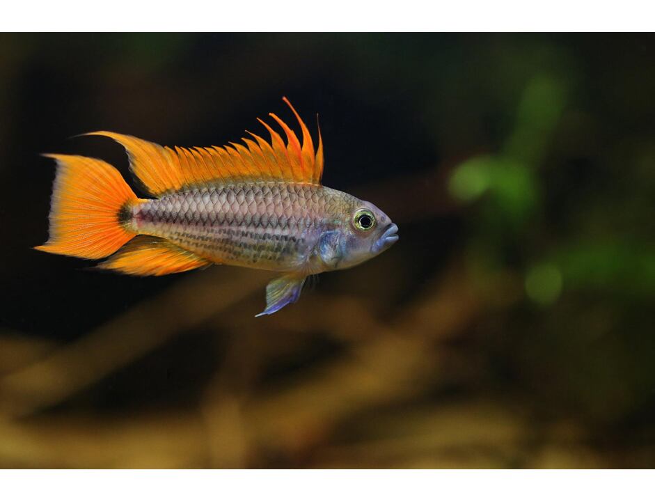 Apistogramma cacatuoides Orange - Cichlidka papouščí 3-4cm