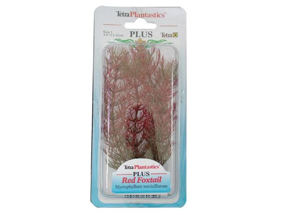 Rostlina Red Foxtail Plus 30 cm