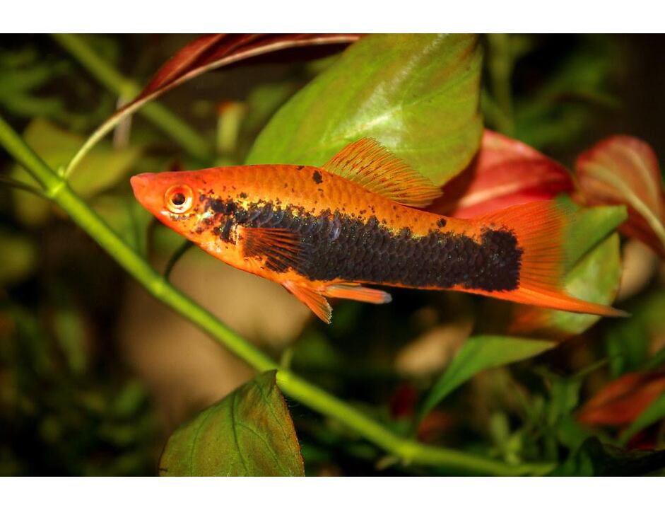 Xiphophorus helleri Tuxedo - Mečovka Tuxedo 4-5 cm