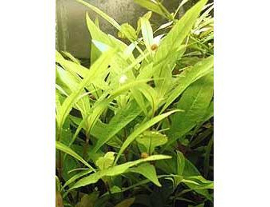 Hygrophila siamensis
