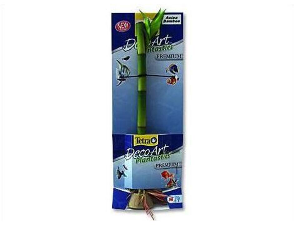 Rostlina Asian Bamboo M