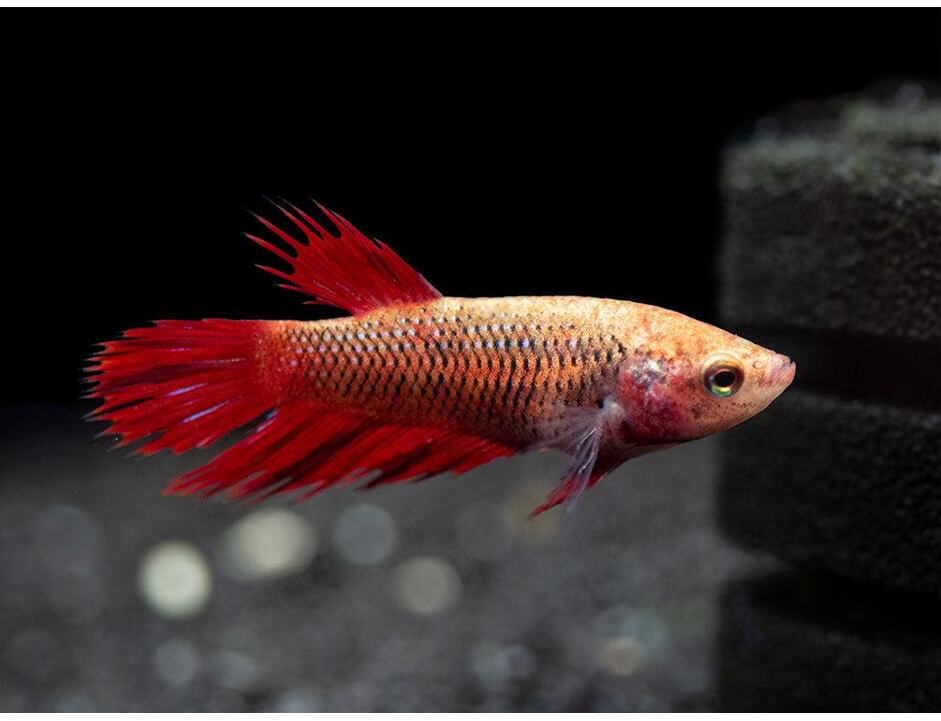 Betta splendens Crown Tail samice 3-4 cm