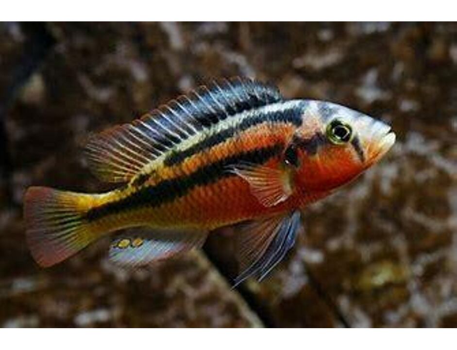 Paralabidochromis cribensis hard rock 3-4 cm