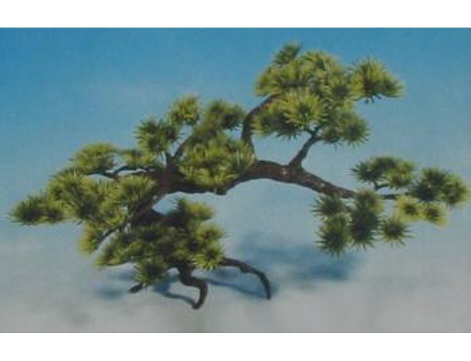 Bonsai velká