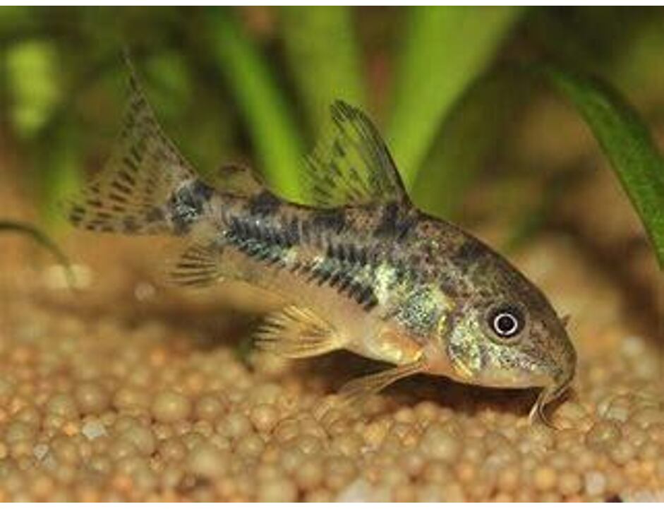 Corydoras paleatus - Pancéřníček skvrnitý 2,5-3 cm