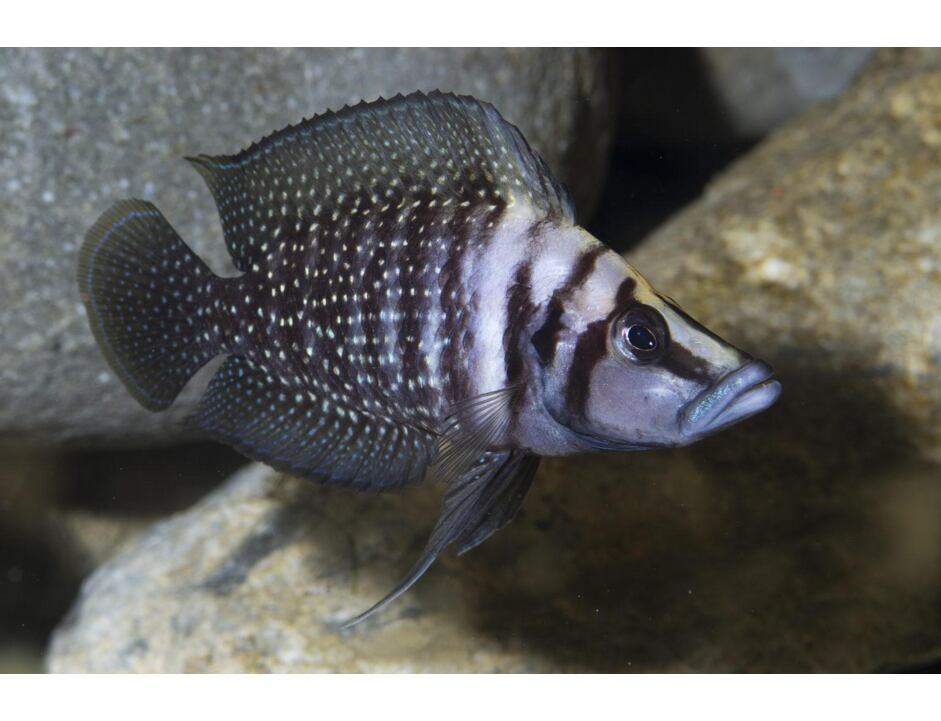 Altolamprologus calvus - Pestřenec calvus 2,5-3 cm