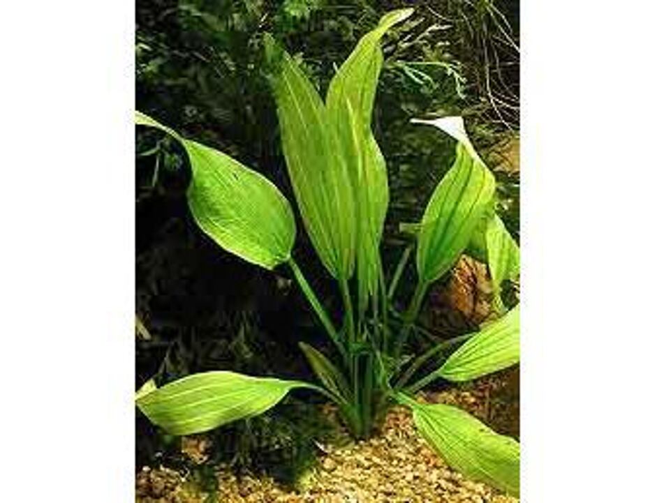 Echinodorus subalatus