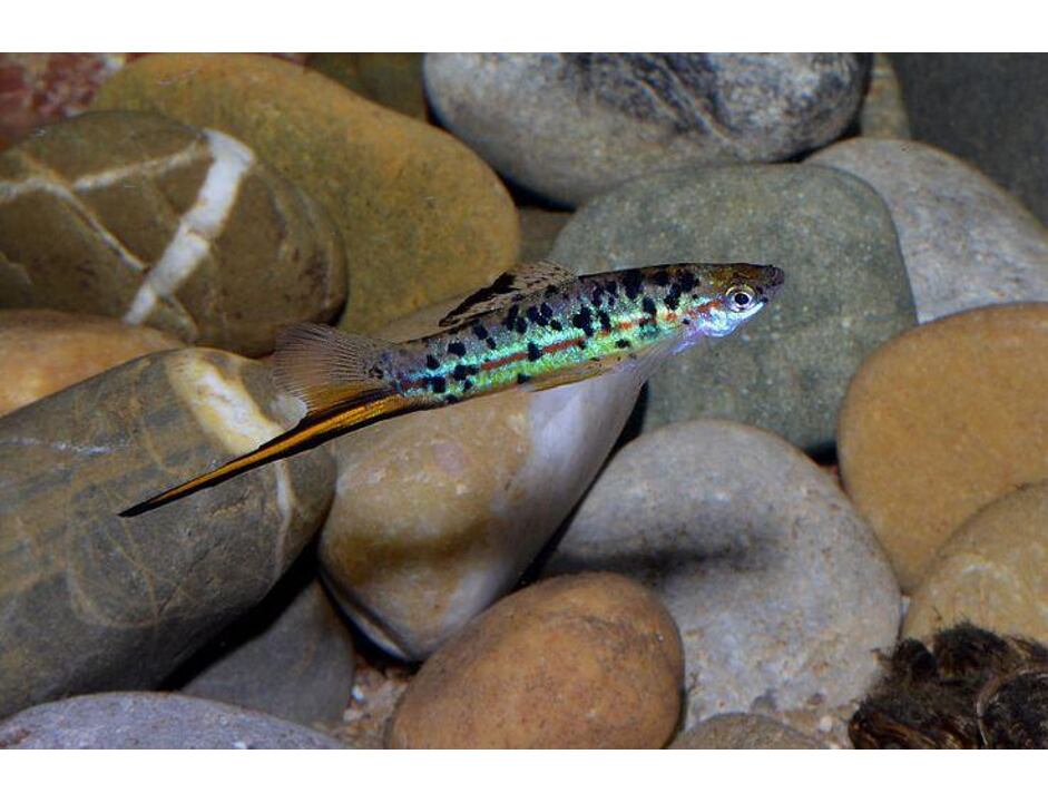Xiphophorus helleri guentheri - Mečovka zelená 3-4 cm