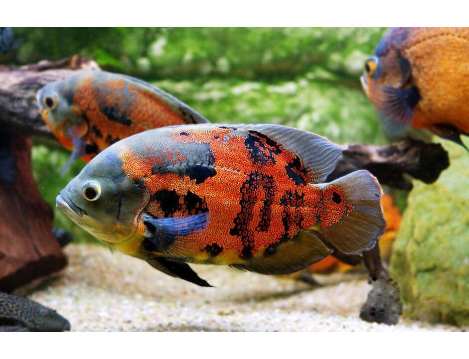Astronotus ocelatus red tiger - Vrubozubec paví 4-5cm