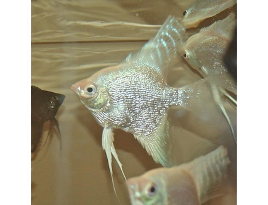 Pterophyllum scalare White diamant - Skalára diamantová 3-4 cm