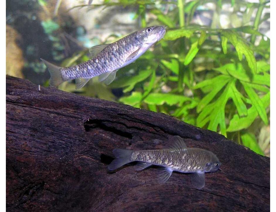 Garra rufa Kangal 2-3 cm