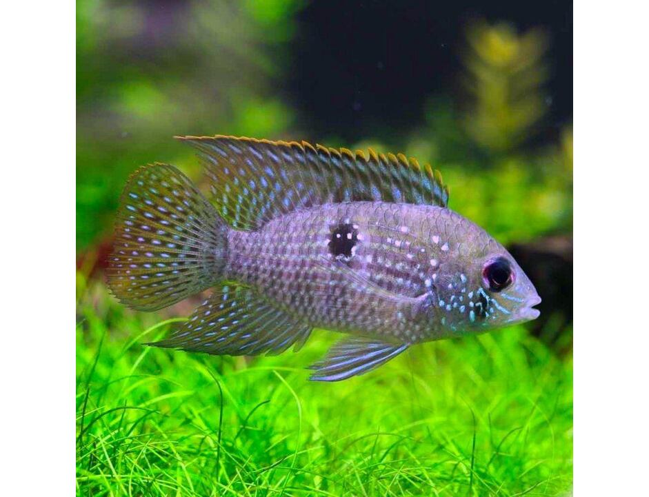 Aequidens pulcher - Akara modrá 3-4 cm