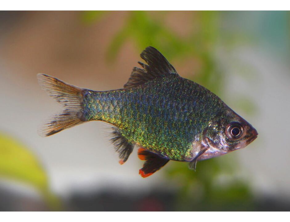 Puntius tetrazona Grün - Parmička mechová 3-4 cm