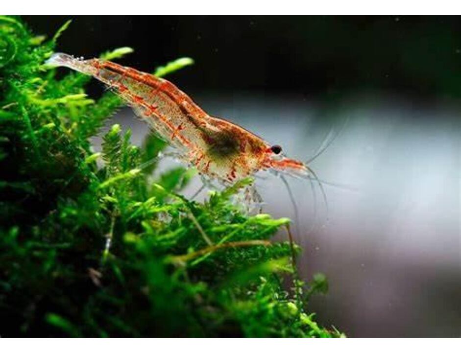 Neocaridina heteropoda Cherry - Krevetka červená 1,5-2 cm