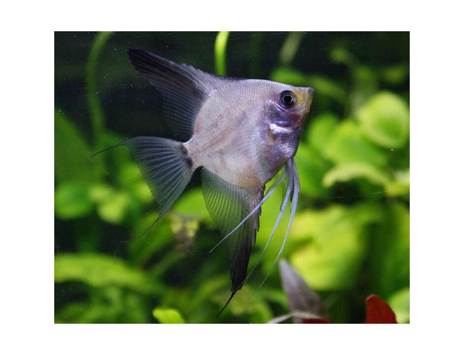 Pterophyllum scalare Ghost - Skalára Ghost 3-4 cm