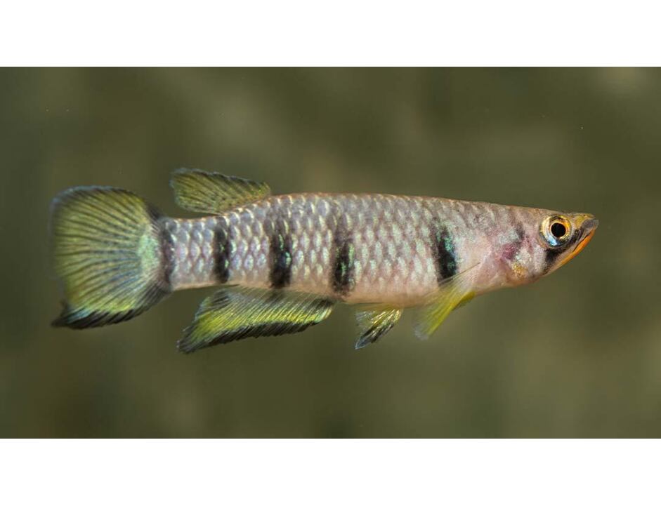 Epiplatys dageti - Panchax příčnopásý 3-4 cm