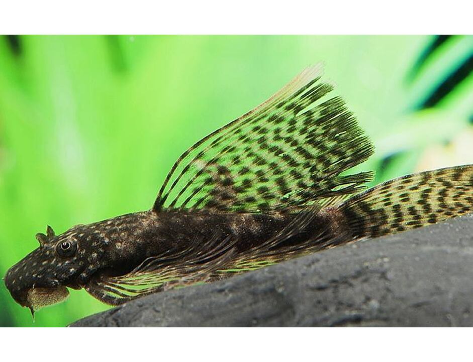 Ancistrus dolichopterus LF 7-8 cm - Krunýřovec modrý závojový 7-8 cm