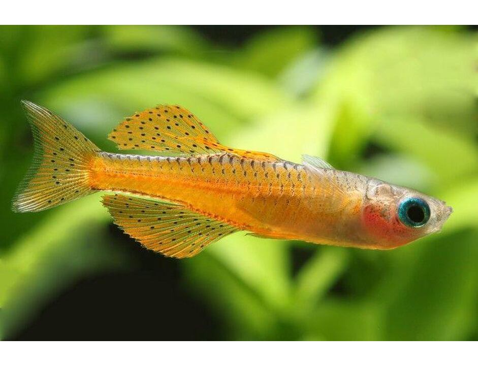 Pseudomugil luminatus 2-2,5 cm