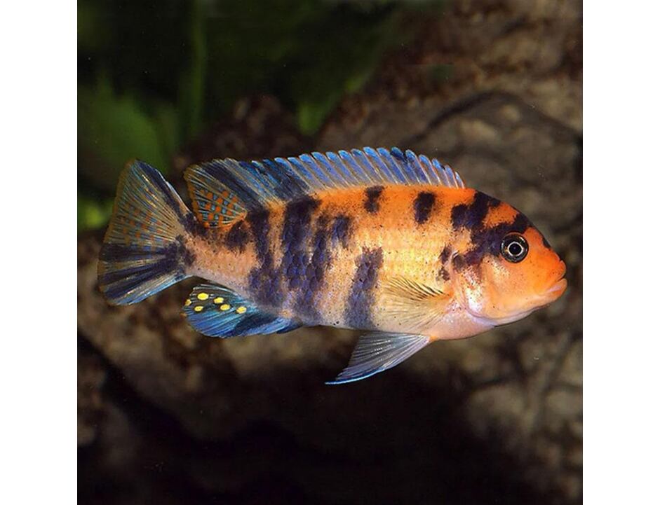 Labeotropheus fuelleborni OB - Tlamovec zebra OB 4-5cm