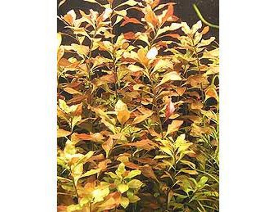 Ludwigia repens