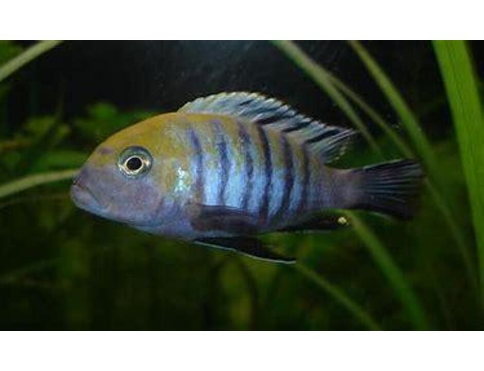 Cynotilapia afra - Tlamovec africký 3-4 cm