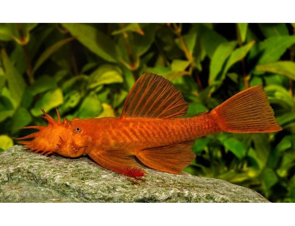 Ancistrus sp. Super Red - Krunýřovec super červený 3-4 cm