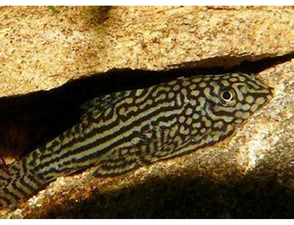 Sewellia lineolata 3-4 cm