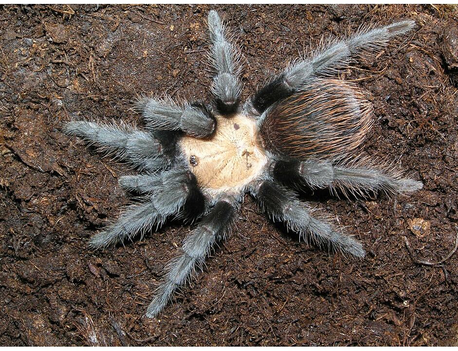 Brachypelma Albiceps - střední