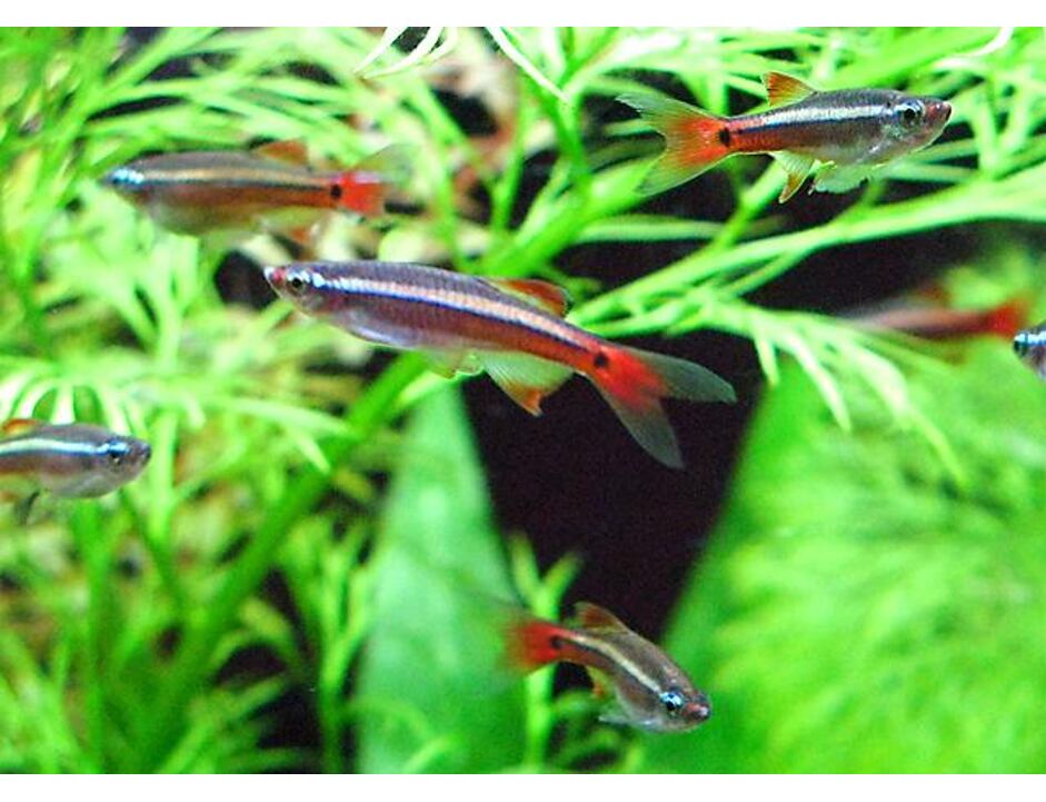 Tanichthys albonubes LF - Kardinálka čínská závoj 3 cm