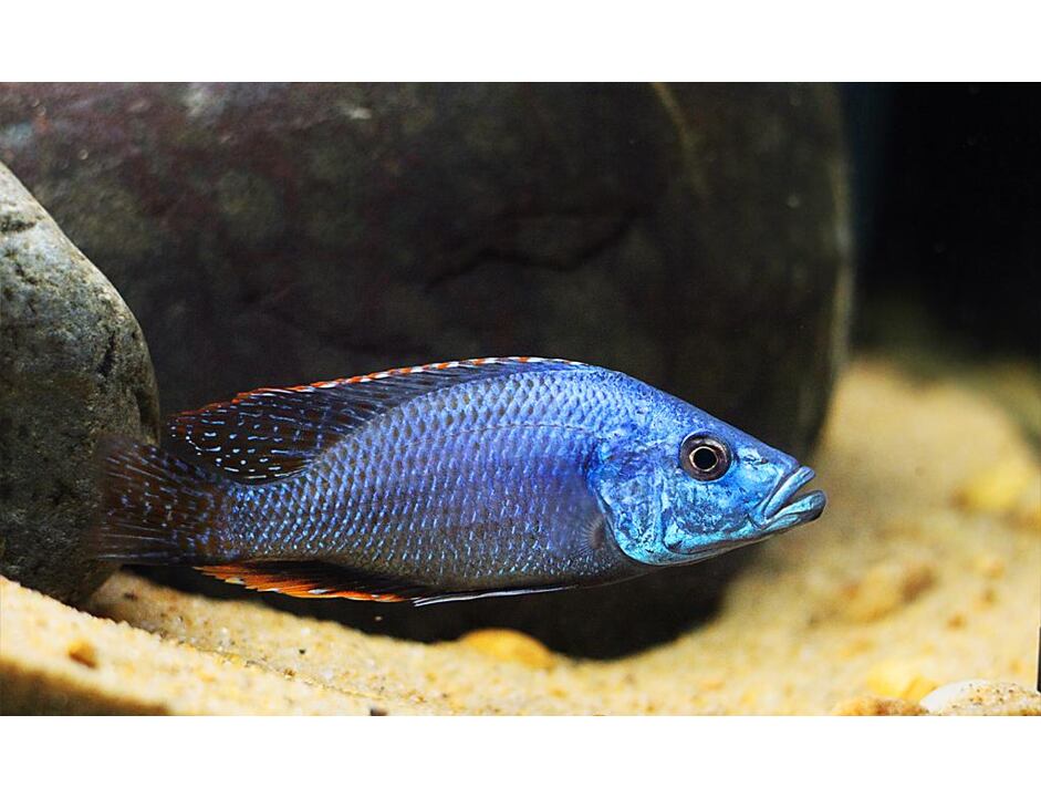 Dimidiochromis strigatus - Tlamovec strigatus 4-5 cm