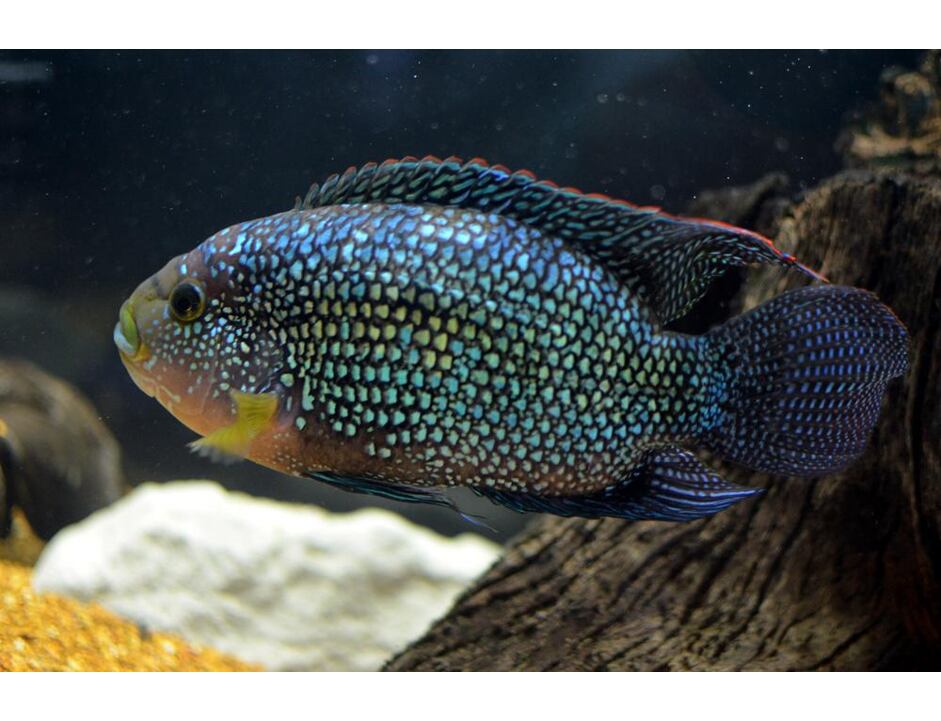 Cichlasoma octofasciatum - Kančík perleťový 3-4 cm