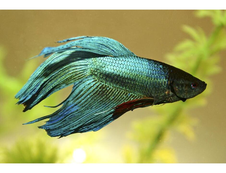 Betta splendens - Bojovnice pestrá samec zelený 5 cm
