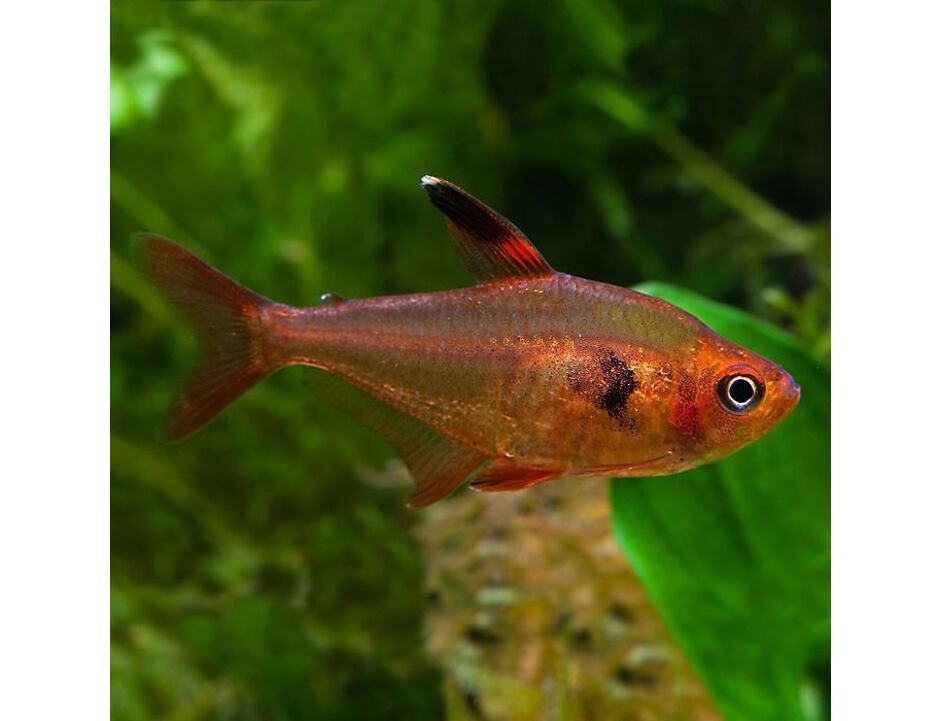 Hyphessobrycon sweglesi - Červený fantóm 2,5-3 cm