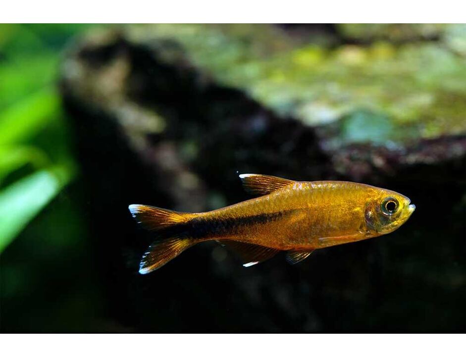 Hasemania nana - Tetra měděná 2-3 cm