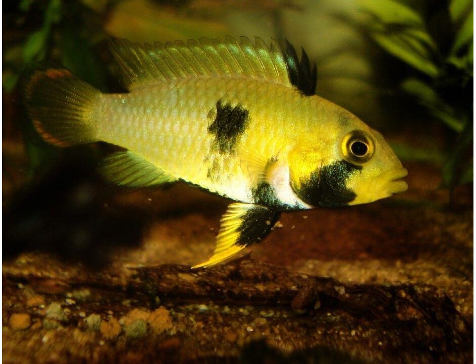 Apistogramma panduro - Cichlidka panduro 3-4 cm