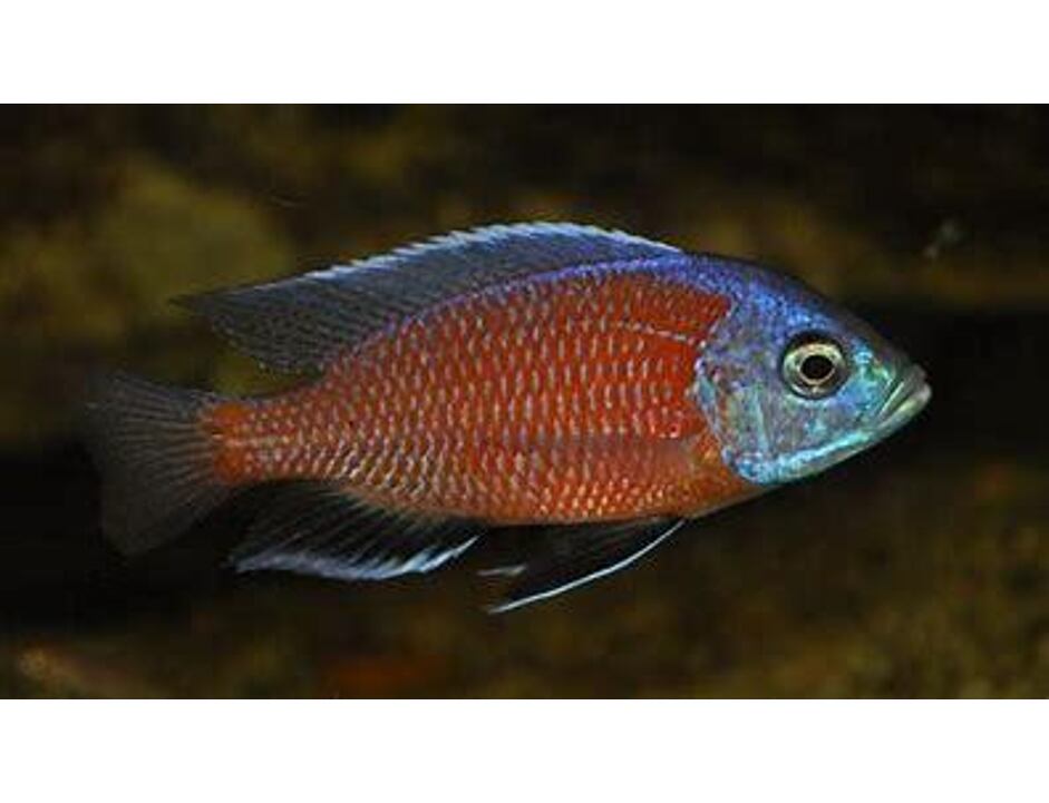 Haplochromis borleyi red  3-4 cm
