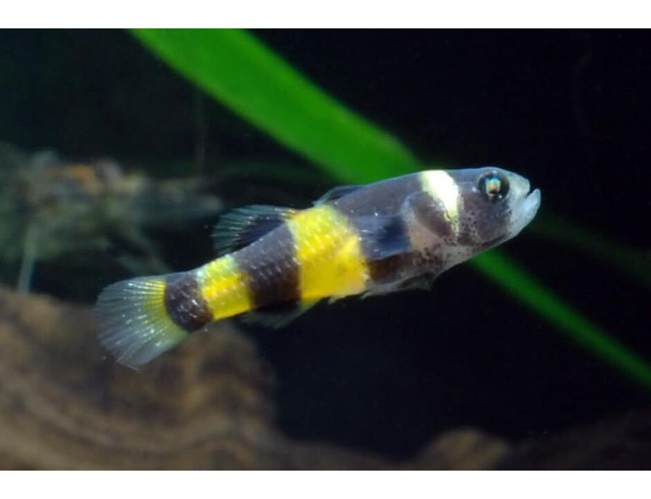 Brachygobius doriae - Hlavačka čmeláčí 1,5-2 cm