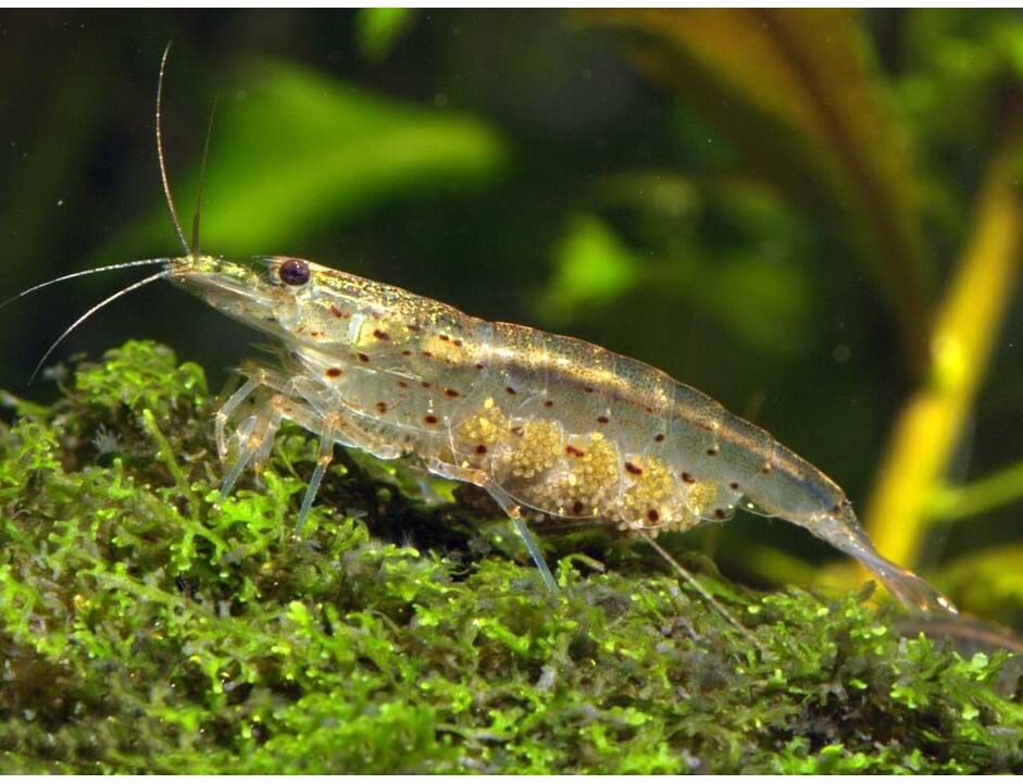 Caridina japonica - Krevetka japonská 1,5-2 cm