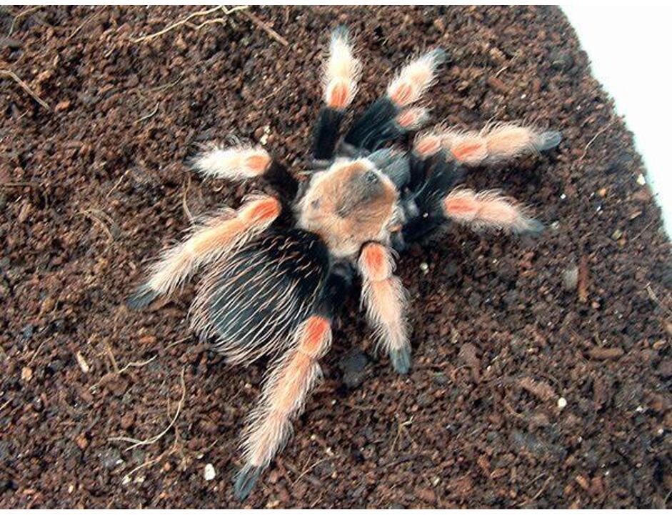 Brachypelma boehmei - střední