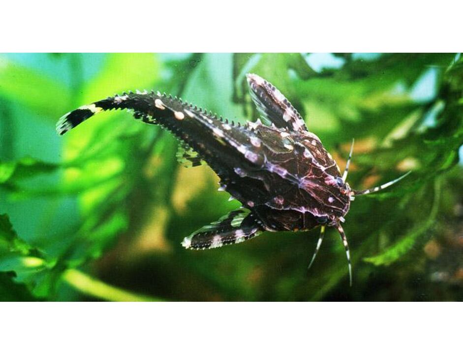 Agamyxis albomaculatus - Trnovec běloskvrný 4-5 cm
